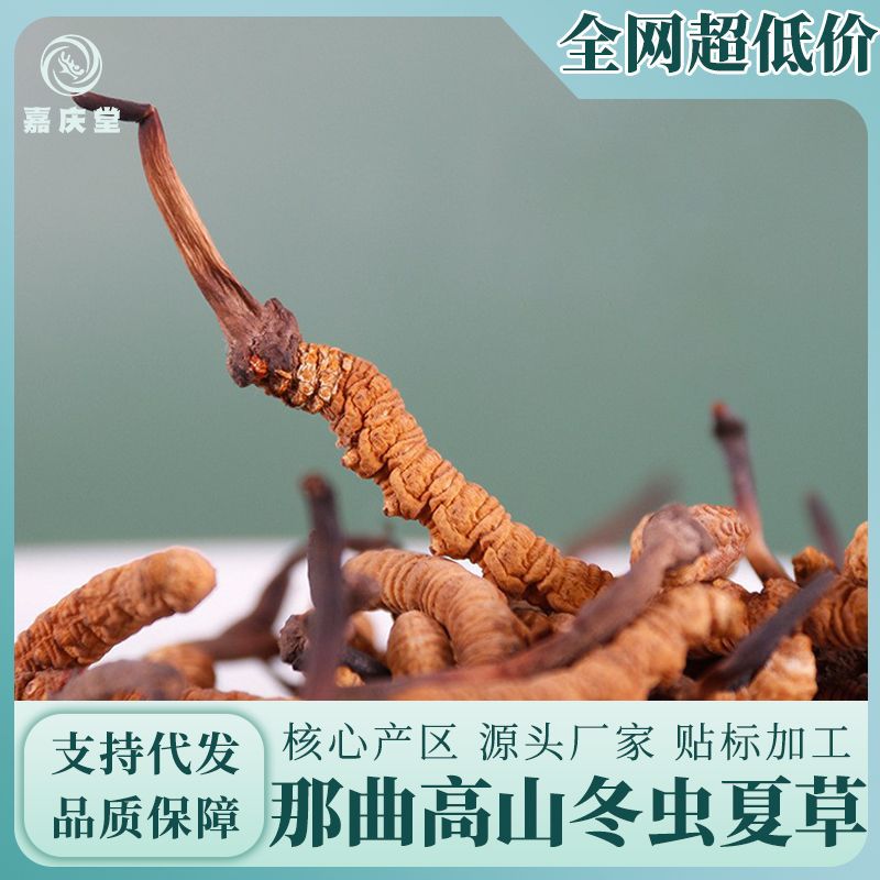 那曲冬蟲夏草源頭產(chǎn)地直收正品實(shí)體看貨蟲草滋補(bǔ)品批發(fā)代發(fā)非青海.jpg