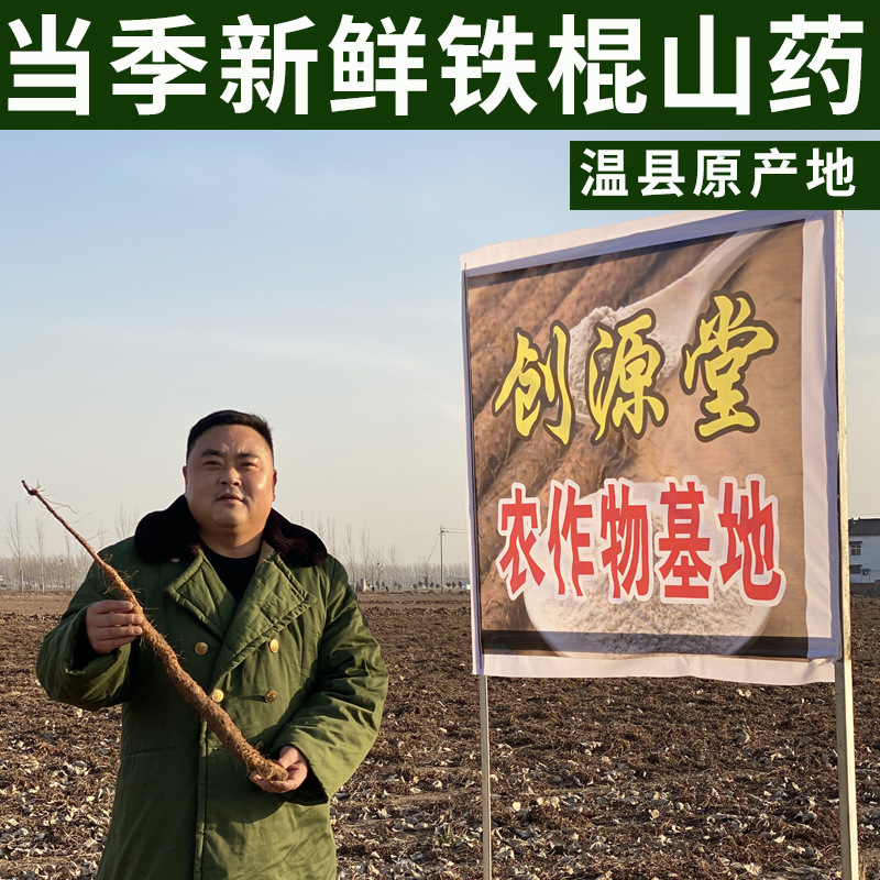 廠家批發新鮮鐵棍山藥河南特產焦作壚土鐵棍山藥溫縣鐵桿懷山藥棍2.jpg