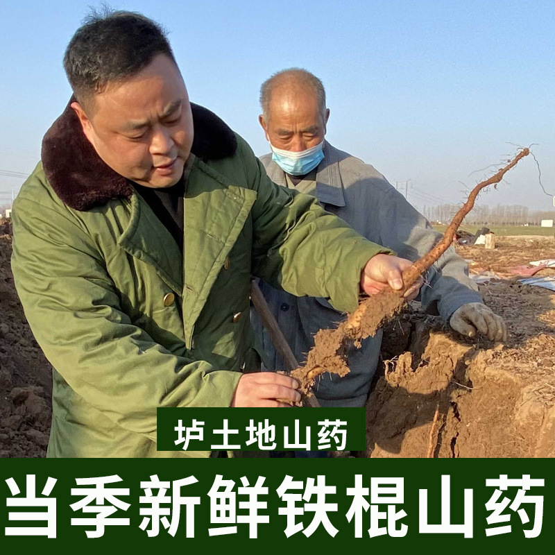 廠家批發新鮮鐵棍山藥河南特產焦作壚土鐵棍山藥溫縣鐵桿懷山藥棍1.jpg
