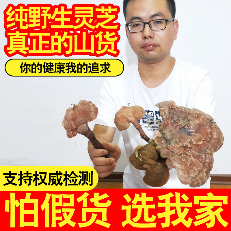 赤靈芝OEM代加工