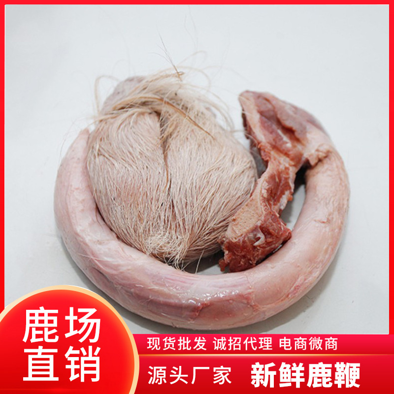 新鮮整枝種鹿發情期鹿鞭貼牌定制代加工