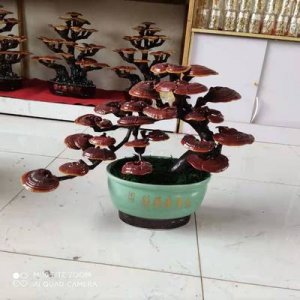 藝術靈芝盆景可OEM/ODM代工