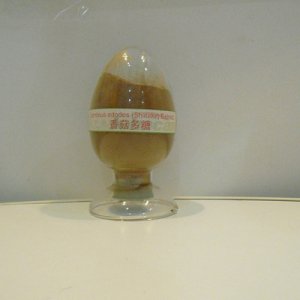 有機水溶性香菇貼牌OEM/ODM