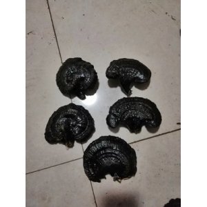 無柄黑靈芝原產地OEM代加工
