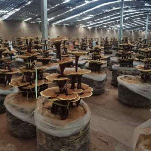 靈芝活體嫁接可OEM/ODM代工