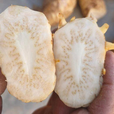 新疆特產吐魯番市肉蓯蓉鮮干片 肉蓯蓉片肉蓯蓉泡酒料 產地貨源OEM代加工