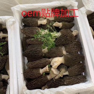 羊肚菌OEM/ODM代加工