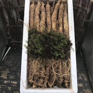 長(zhǎng)白山特產(chǎn)鮮參貼牌OEM/ODM