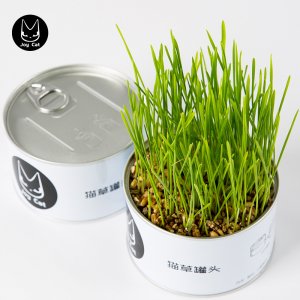 無土栽培懶人貓草罐頭代加工貼牌OEM/ODM