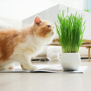 佩格小貓糖果OEM/ODM代加工