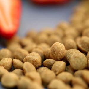 美特斯加高端犬糧貼牌OEM/ODM