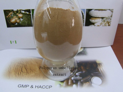 豬苓提取物粉哪里有代加工-專業豬苓提取物粉oem代加工實力大廠