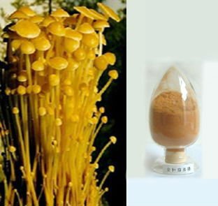 金針菇多糖提取物粉OEM代加工,源頭工廠利潤高方操作空間大