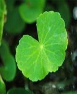 積雪草提取物OEM代加工