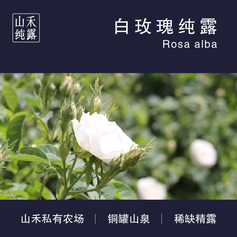 白玫瑰花水原液 大馬士革白玫瑰純露OEM代加工