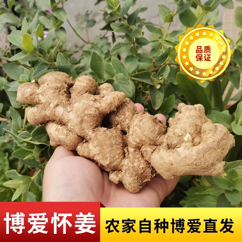 農戶自種懷姜食用農產品姜上莊生姜懷姜糖膏鮮姜原料散裝批發供應OEM代加工