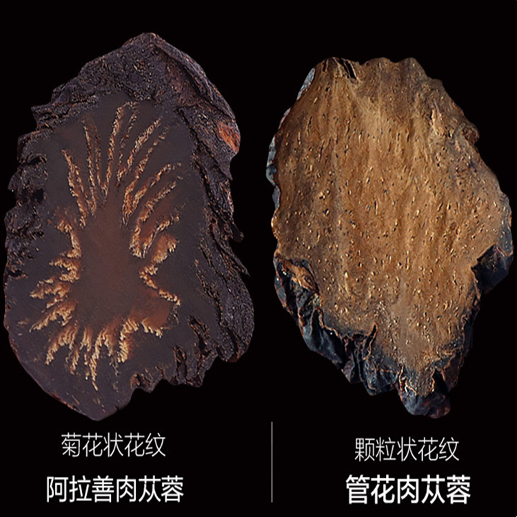 批發代發新鮮阿拉善肉蓯蓉與鎖陽泡酒內蒙古中藥材肉蓯蓉油切片OEM代加工