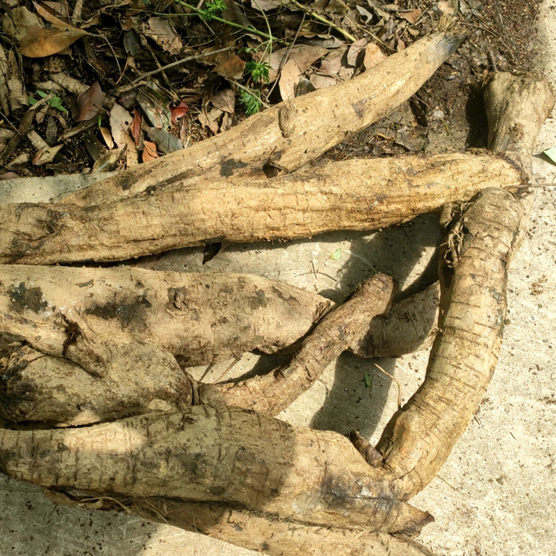 正根葛根20斤左右一根中藥材柴葛大貨供應新貨深山現挖歡迎訂購OEM代加工