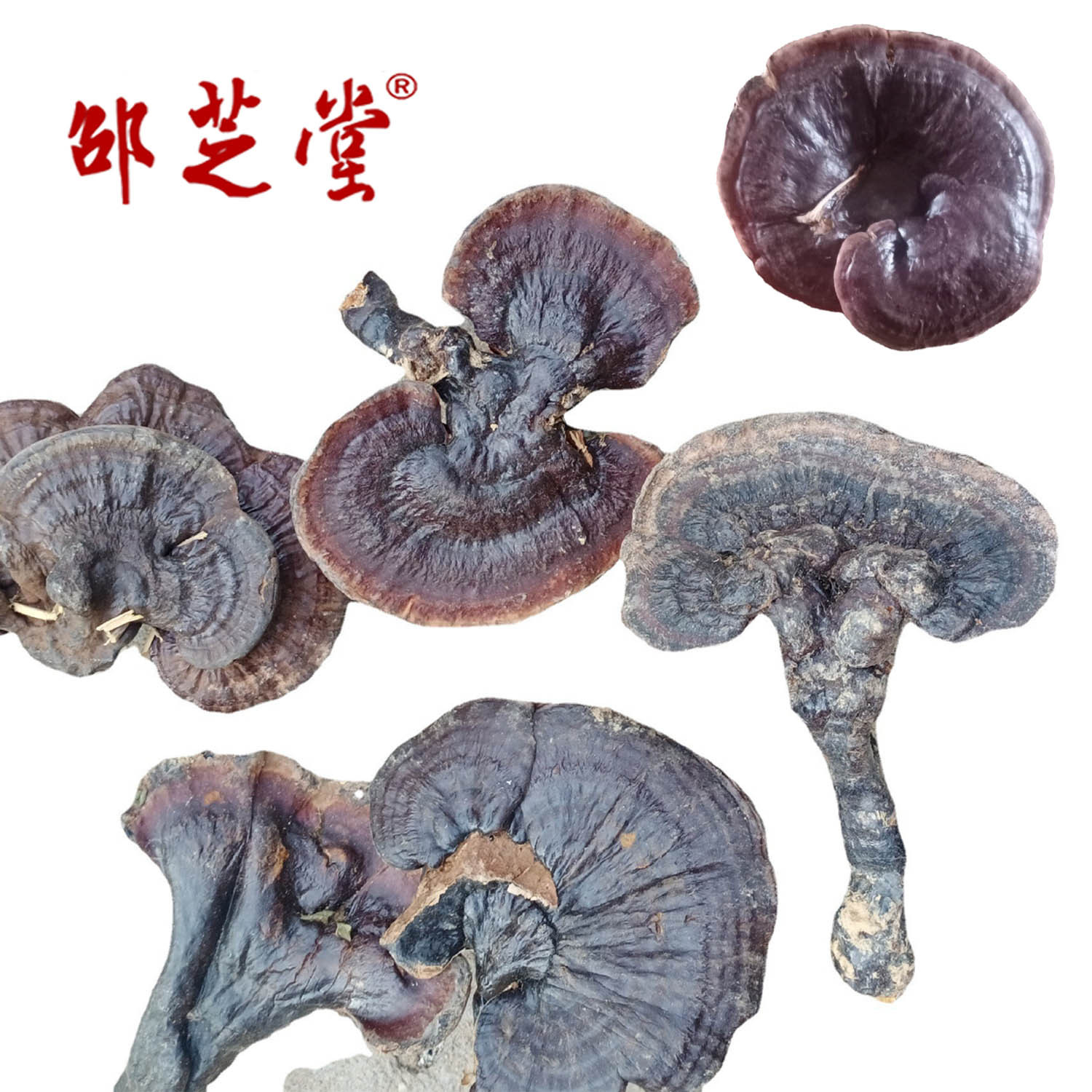 安徽省金寨縣邵氏生物科技有限公司